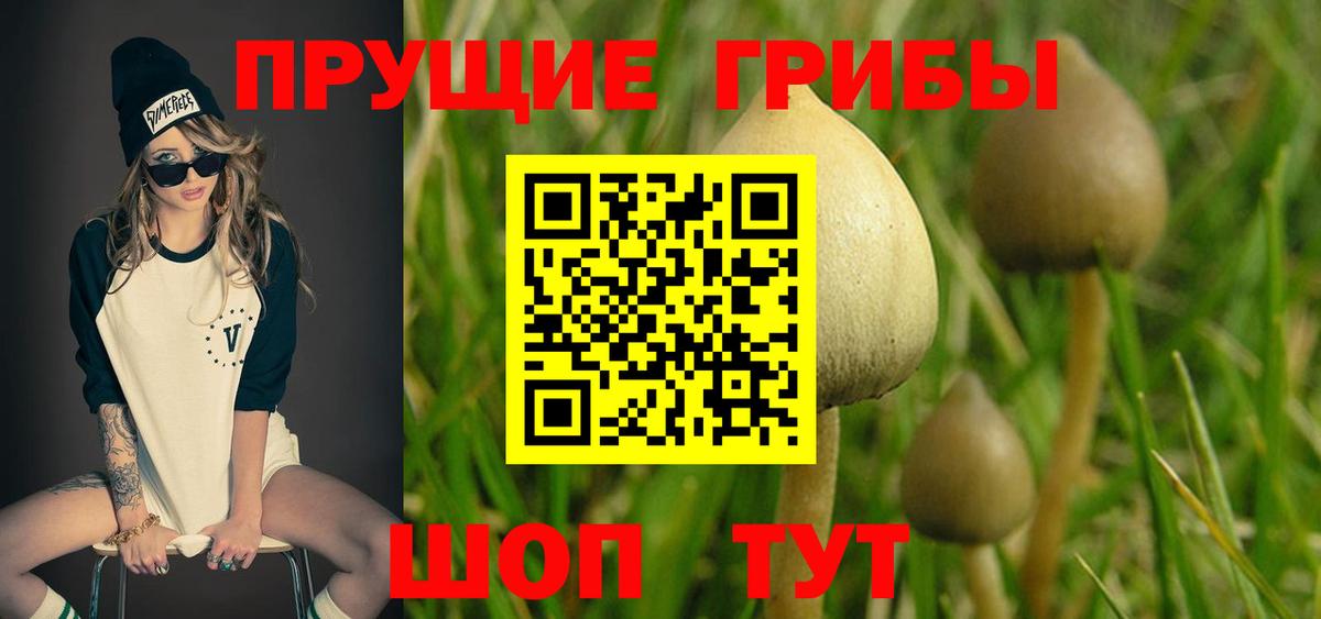 где купить   Вход с VPN  Старый Оскол  Псилоцибиновые грибы GOLDEN TEACHER 